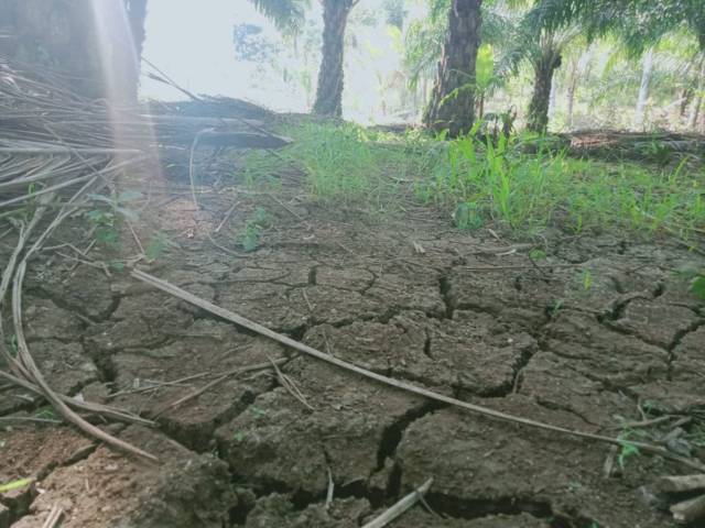 Tanah bekas persawahan yang ditanami kelapa sawit ini tampak retak-retak dan kekurangan air. (Foto: Rap/Tugu Jatim)