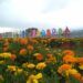 Taman Flora San Terra, Wisata Instagramable Ala Luar Negeri di Malang 12 Taman Flora San Terra, Wisata Instagramable Ala Luar Negeri di Malang