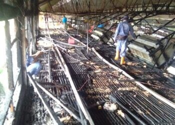 Si Jago Merah Lahap Kandang Ayam Japfa