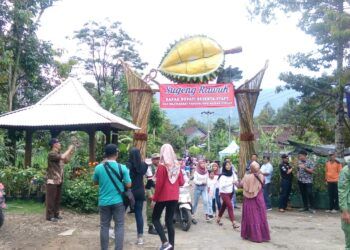 Durian Kasian Jadi Nama Durian Kabupaten Malang