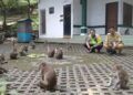 Cerita Monyet di Pemandian Wendit Malang