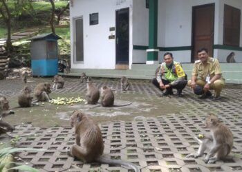 Cerita Monyet di Pemandian Wendit Malang