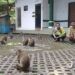 Cerita Monyet di Pemandian Wendit Malang 8 Cerita Monyet di Pemandian Wendit Malang