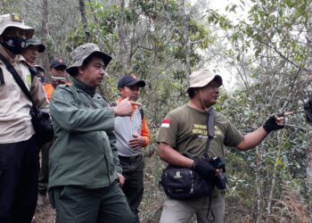 Janggal, Jasad Lutung Jawa di Hutan Lindung Malang Hilang saat Dievakuasi BKSDA