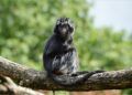 Hanya Sisa Kepala dan Badan, Lutung Jawa Tewas Mengenaskan di Hutan Lindung, Malang