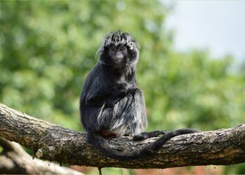 Hanya Sisa Kepala dan Badan, Lutung Jawa Tewas Mengenaskan di Hutan Lindung, Malang