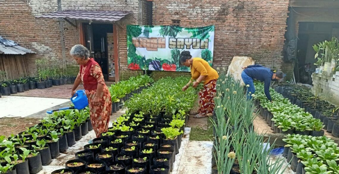 Omah Sayur yang memanfaatkan lahan kosong di perkampungan di daerah Jabung, Kabupaten Malang. (Foto: Ulul Azmy)