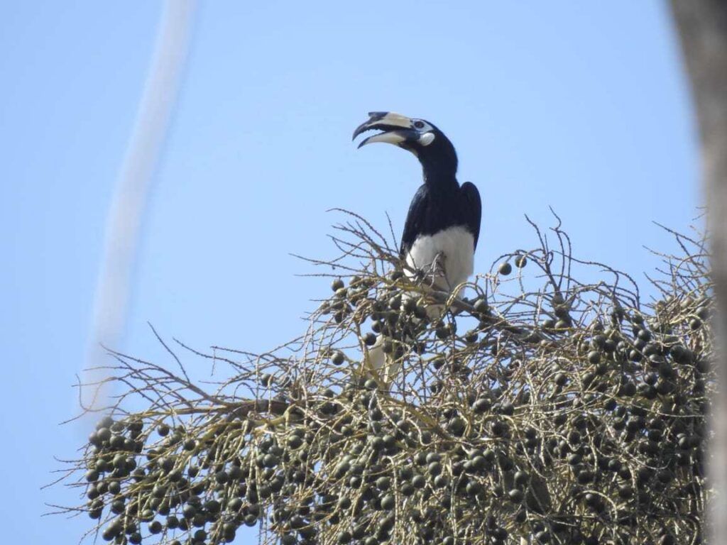 Burung Rangkong Badak yang masi tinggal di Pulau Sempu