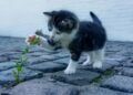 binatang lucu kucing
