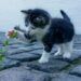 binatang lucu kucing