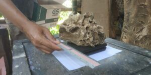 Tengkorak Kepala Diduga Harimau Jawa Ditemukan di Kali Metro, Malang