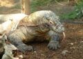 biawak komodo dragon. Jurrasic Park Taman Nasional Komodo fakta komodo