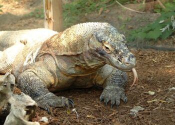 biawak komodo dragon. Jurrasic Park Taman Nasional Komodo fakta komodo