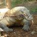 5 Fakta Komodo, Binatang yang Dikenal Asli Indonesia tapi Asal Australia 12 biawak komodo dragon. Jurrasic Park Taman Nasional Komodo fakta komodo
