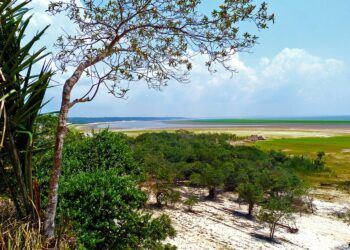 Hutan Amazon yang mayoritas terdapat di Brasil terancam deforestasi menjadi sabana atau padang rumput