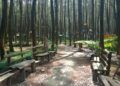Hutan Pinus Semeru