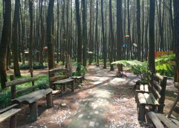 Hutan Pinus Semeru