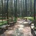 Hutan Pinus Semeru, Surga Tersembunyi Sang Pemburu Sunyi 8 Hutan Pinus Semeru