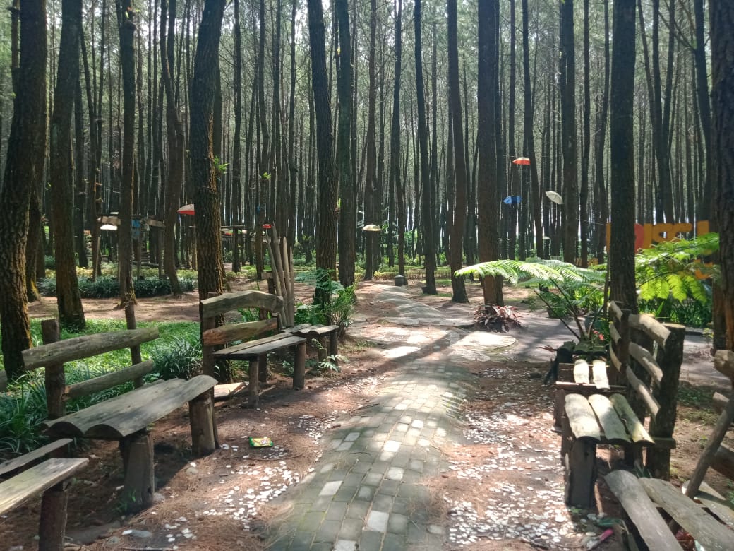 Hutan Pinus Semeru