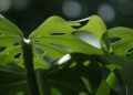 monstera janda bolong