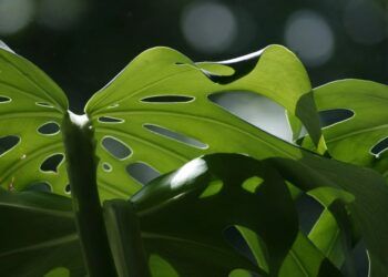 monstera janda bolong
