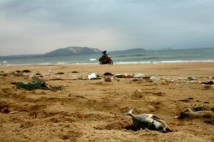 14 Juta Ton Sampah Plastik Mengendap di Dasar Lautan, Studi Membuktikan