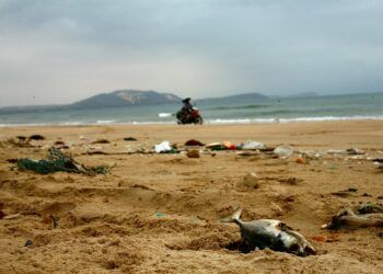 sampah plastik dan mikroplastik mengotori lautan ikan mati