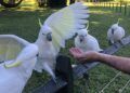 burung kakaktua jambul kuning