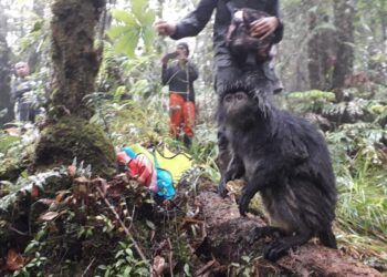 Proses pelepasliaran 7 ekor Lutung Jawa di kawasan Hutan Raya Tahura Raden Soerjo, Kota Batu, Jawa Timur, Kamis (26/11). Foto : BBKSDA Jatim