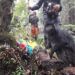 BKSDA Jatim Lepaskan 7 Ekor Lutung Jawa ke Habitat Asal di Tahura R Soerjo 8 Proses pelepasliaran 7 ekor Lutung Jawa di kawasan Hutan Raya Tahura Raden Soerjo, Kota Batu, Jawa Timur, Kamis (26/11). Foto : BBKSDA Jatim