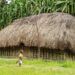 Rumah Honai salah satu rumah dengan gaya arsitektur budaya lokal Papua. (Foto: Pesona Indonesia via Indonesia.go.id)