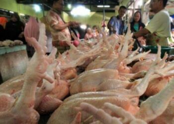 Ilustrasi harga daging ayam sebabkan inflasi di jember
