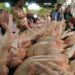 Ilustrasi harga daging ayam sebabkan inflasi di jember