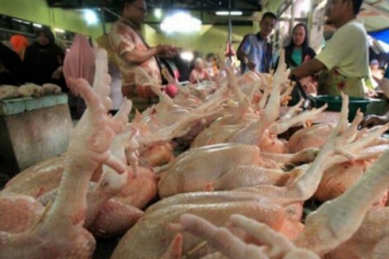 Ilustrasi harga daging ayam sebabkan inflasi di jember
