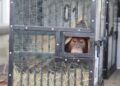 Orang utan yang dikembalikan oleh Thailand ke Indonesia. (Foto: KBRI Bangkok)