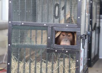 Orang utan yang dikembalikan oleh Thailand ke Indonesia. (Foto: KBRI Bangkok)