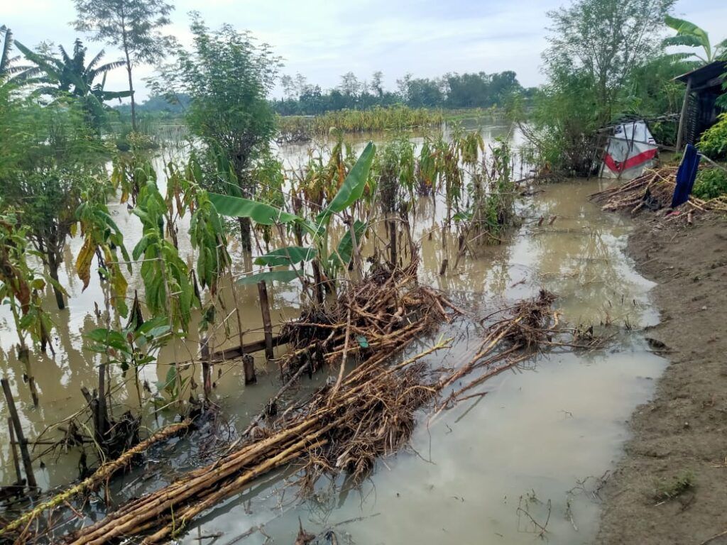 Sawah terendam banir. Lahan persawahan dan pertanian di Bojonegoro yang terendam banjir dengan ketinggian kurang lebih 30 cm. (Foto: Mila Arinda/Tugu Jatim)