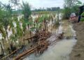 Sawah terendam banir. Lahan persawahan dan pertanian di Bojonegoro yang terendam banjir dengan ketinggian kurang lebih 30 cm. (Foto: Mila Arinda/Tugu Jatim)