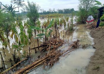 Sawah terendam banir. Lahan persawahan dan pertanian di Bojonegoro yang terendam banjir dengan ketinggian kurang lebih 30 cm. (Foto: Mila Arinda/Tugu Jatim)