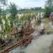 Sawah terendam banir. Lahan persawahan dan pertanian di Bojonegoro yang terendam banjir dengan ketinggian kurang lebih 30 cm. (Foto: Mila Arinda/Tugu Jatim)