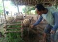 Amu, warga Tuban menunjukkan kambing ternaknya yang kini hanya sisa 5 ekor. (Foto: Moch Abdurrochim/gg)