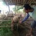 13 Kambing Ternak Milik Warga di Tuban Tewas Dimangsa Kawanan Anjing Liar 8 Amu, warga Tuban menunjukkan kambing ternaknya yang kini hanya sisa 5 ekor. (Foto: Moch Abdurrochim/gg)