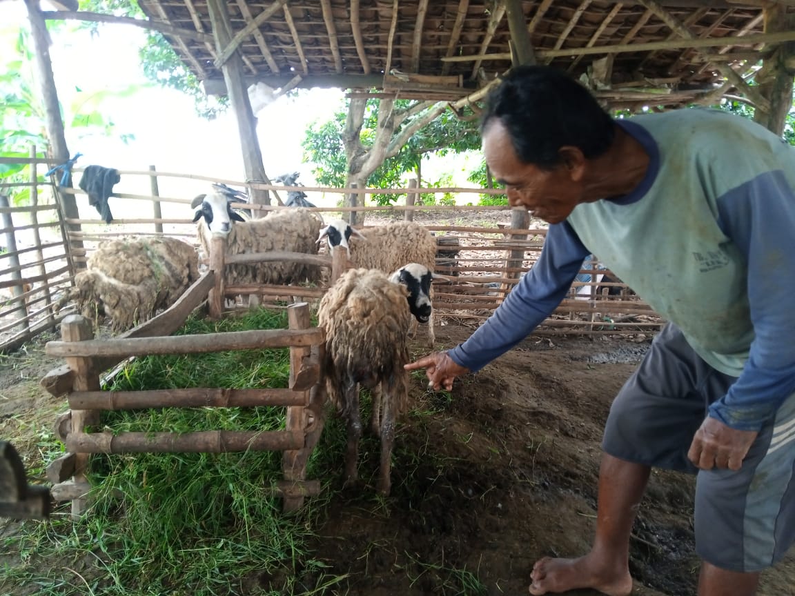 Amu, warga Tuban menunjukkan kambing ternaknya yang kini hanya sisa 5 ekor. (Foto: Moch Abdurrochim/gg)