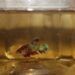 Musim Hujan, Ikan Cupang Mudah Terserang Penyakit Kuncup 8 Musim Hujan, Ikan Cupang Mudah Terserang Penyakit Kuncup
