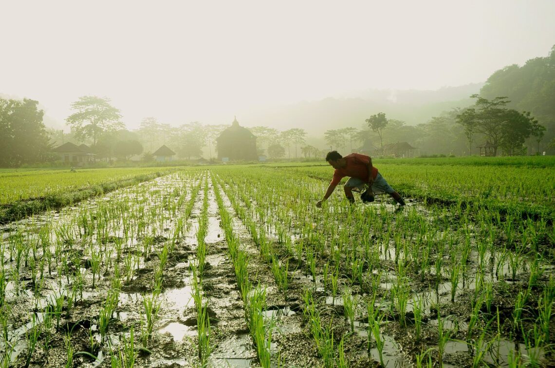 Sektor Agroindustri di Kabupaten Malang Surplus 3 Persen di Tengah Pandemi 1 Ilustrasi: Pixabay/Tugu Jatim