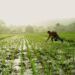 Sektor Agroindustri di Kabupaten Malang Surplus 3 Persen di Tengah Pandemi 8 Ilustrasi: Pixabay/Tugu Jatim