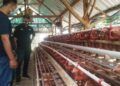 Tim CSR Semen Indonesia Pabrik Tuban (SIG) melakukan monitoring kepada OMS ayam petelur yang berada di Kecamatan Jenu. (Foto:Humas PT SIG Pabrik Tuban/Tugu Jatim)