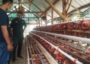 Tim CSR Semen Indonesia Pabrik Tuban (SIG) melakukan monitoring kepada OMS ayam petelur yang berada di Kecamatan Jenu. (Foto:Humas PT SIG Pabrik Tuban/Tugu Jatim)