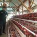Support 4 Desa di Kecamatan Jenu, SIG Kembangkan Produk Unggulan Warga 9 Tim CSR Semen Indonesia Pabrik Tuban (SIG) melakukan monitoring kepada OMS ayam petelur yang berada di Kecamatan Jenu. (Foto:Humas PT SIG Pabrik Tuban/Tugu Jatim)