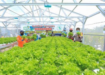 Sistem Hidroponik Sinar UV Terbukti Tingkatkan Kualitas Tanaman